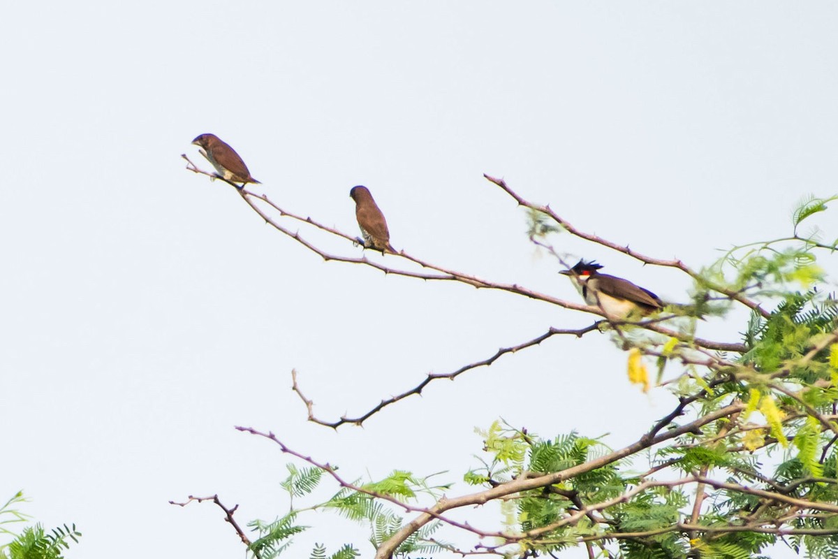 Scaly-breasted Munia - ML618477684