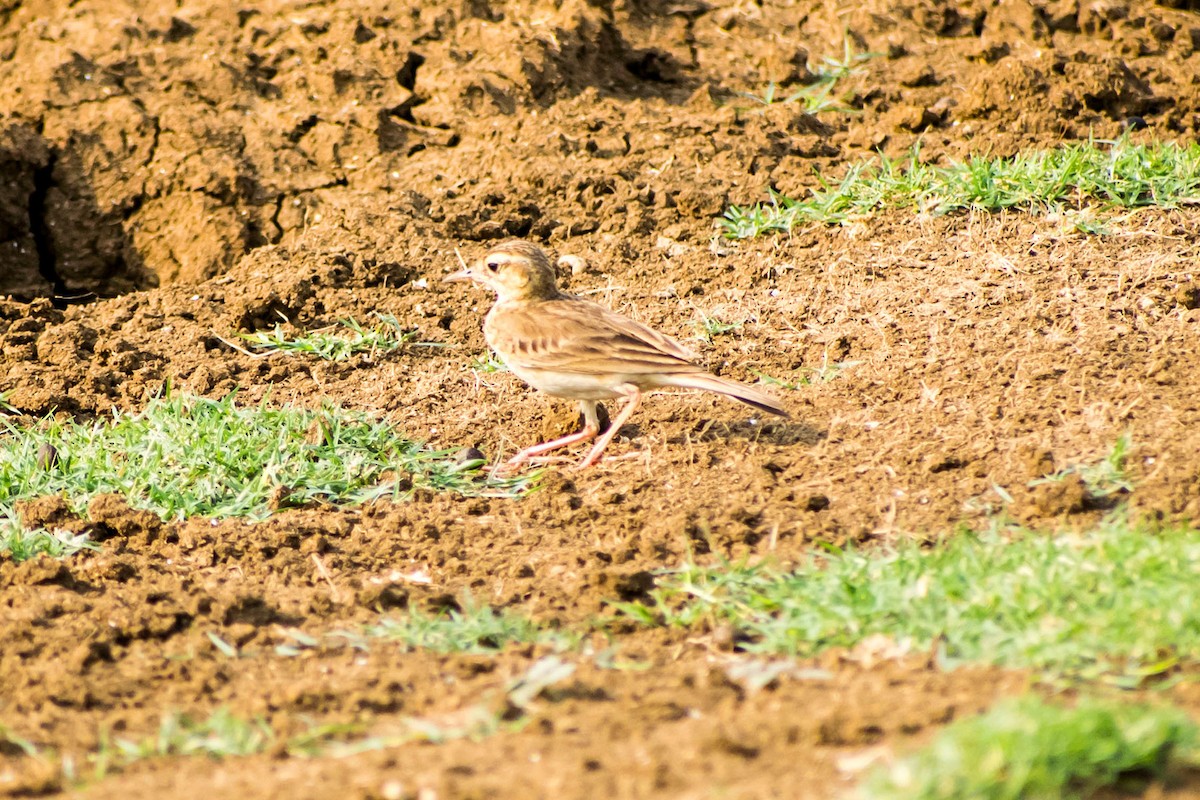 Paddyfield Pipit - ML618477696