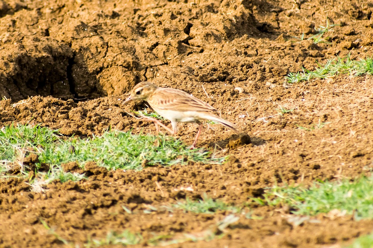 Paddyfield Pipit - Prem swaroop Kolluru