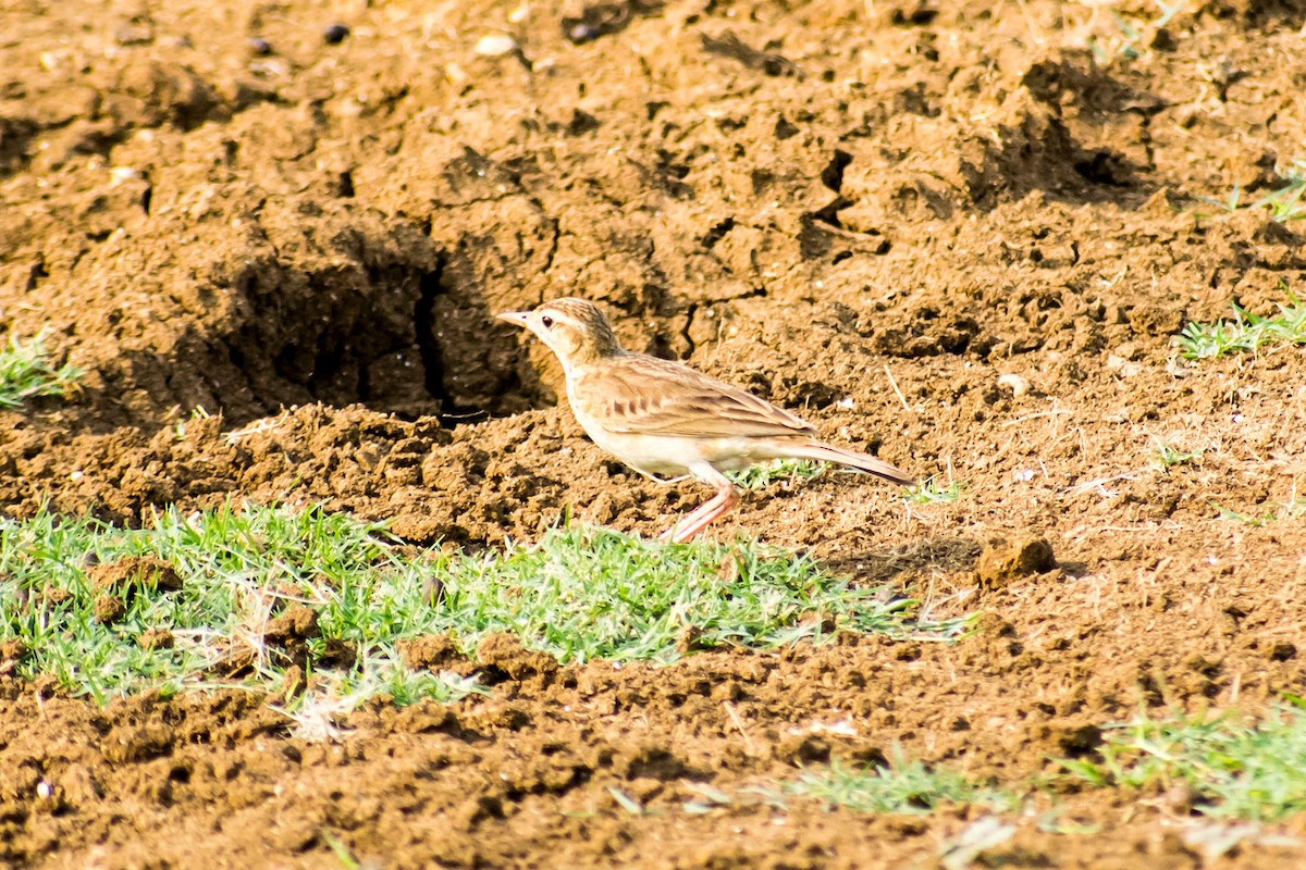 Paddyfield Pipit - Prem swaroop Kolluru