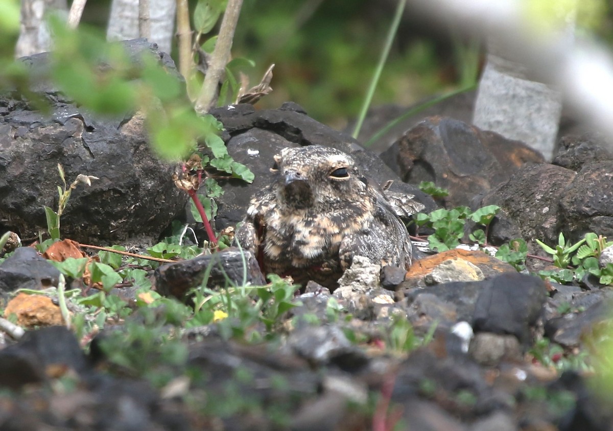 Savanna Nightjar (Sunda) - Colin Trainor