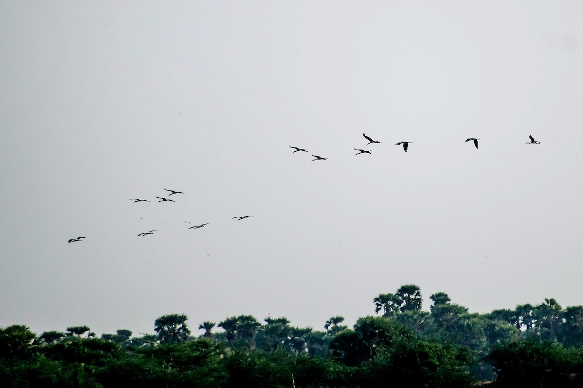 Painted Stork - ML618477776