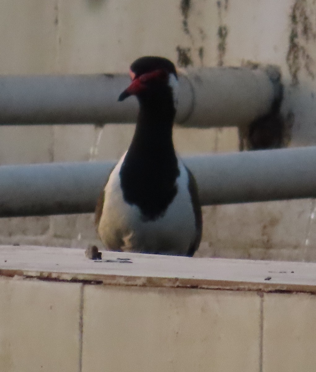 Red-wattled Lapwing - Gargi Dalawat