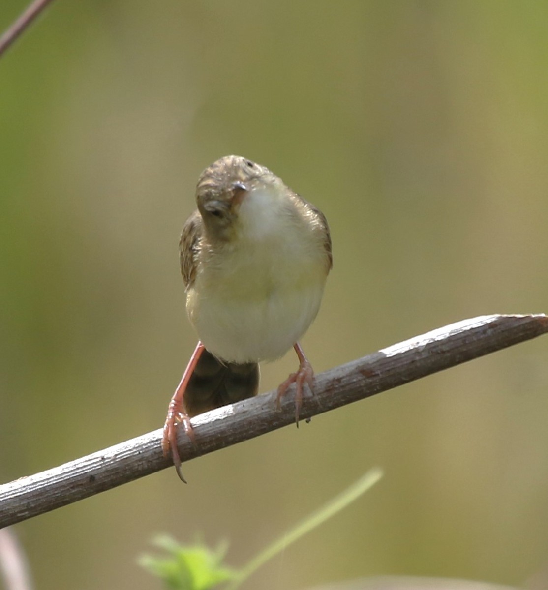 Zitting Cisticola (Double Zitting) - ML618477855