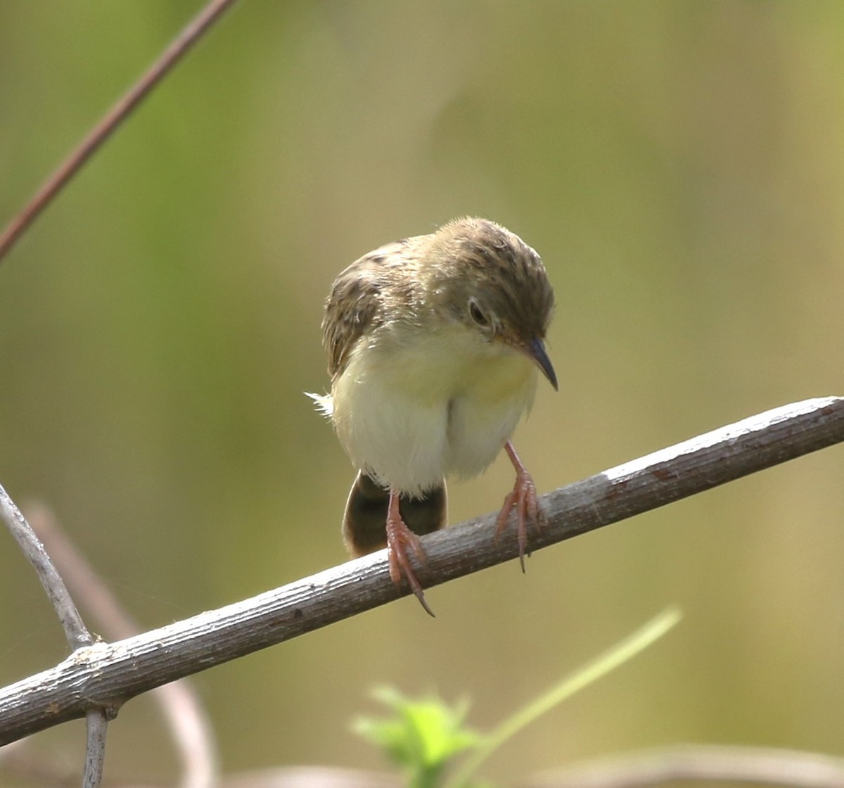 Zitting Cisticola (Double Zitting) - ML618477856