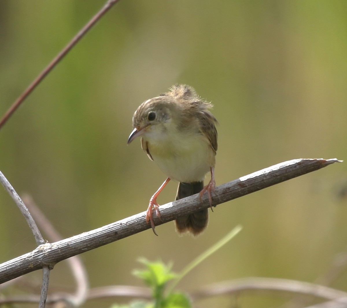 Zitting Cisticola (Double Zitting) - Colin Trainor