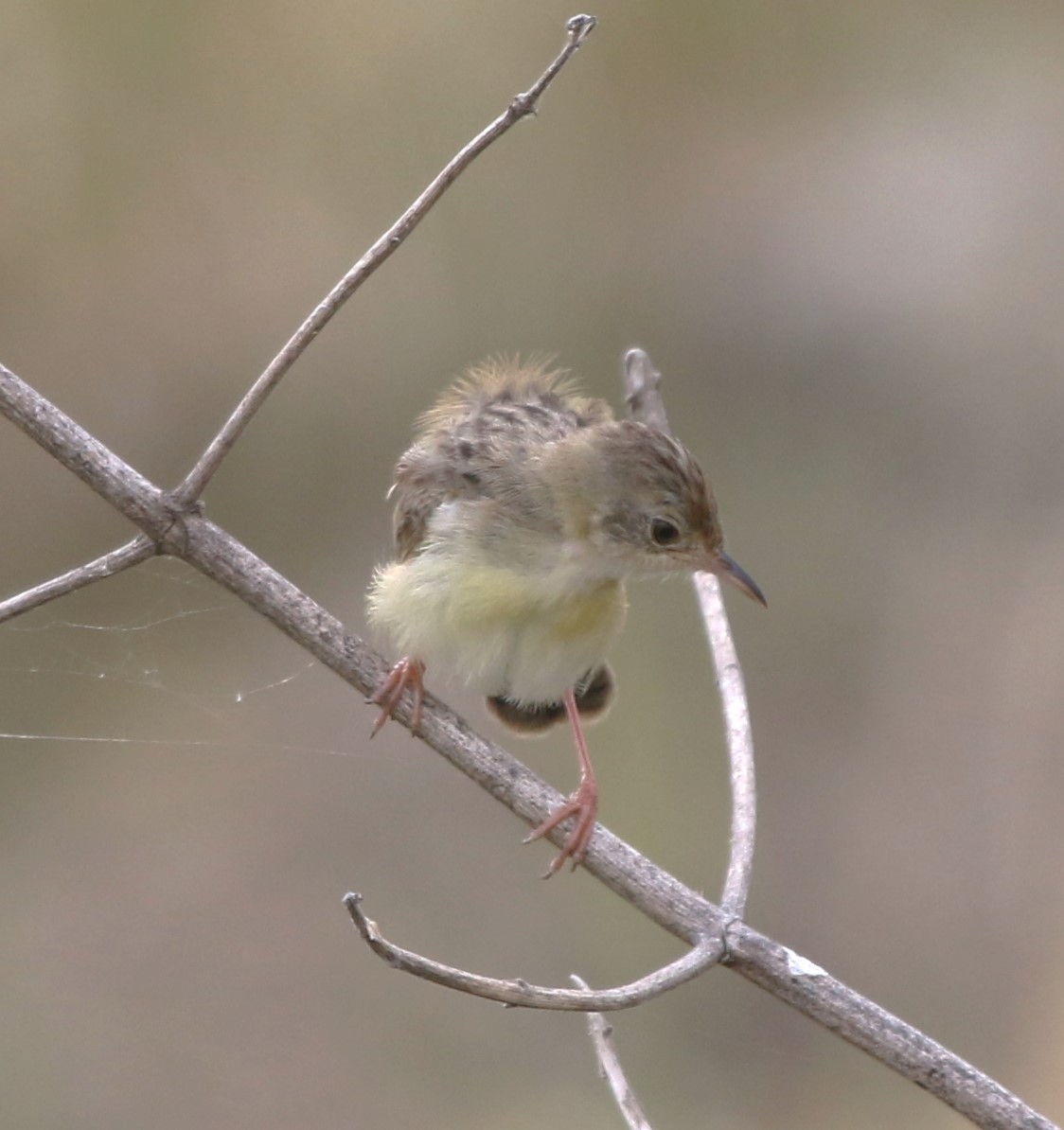 Zitting Cisticola (Double Zitting) - ML618477859