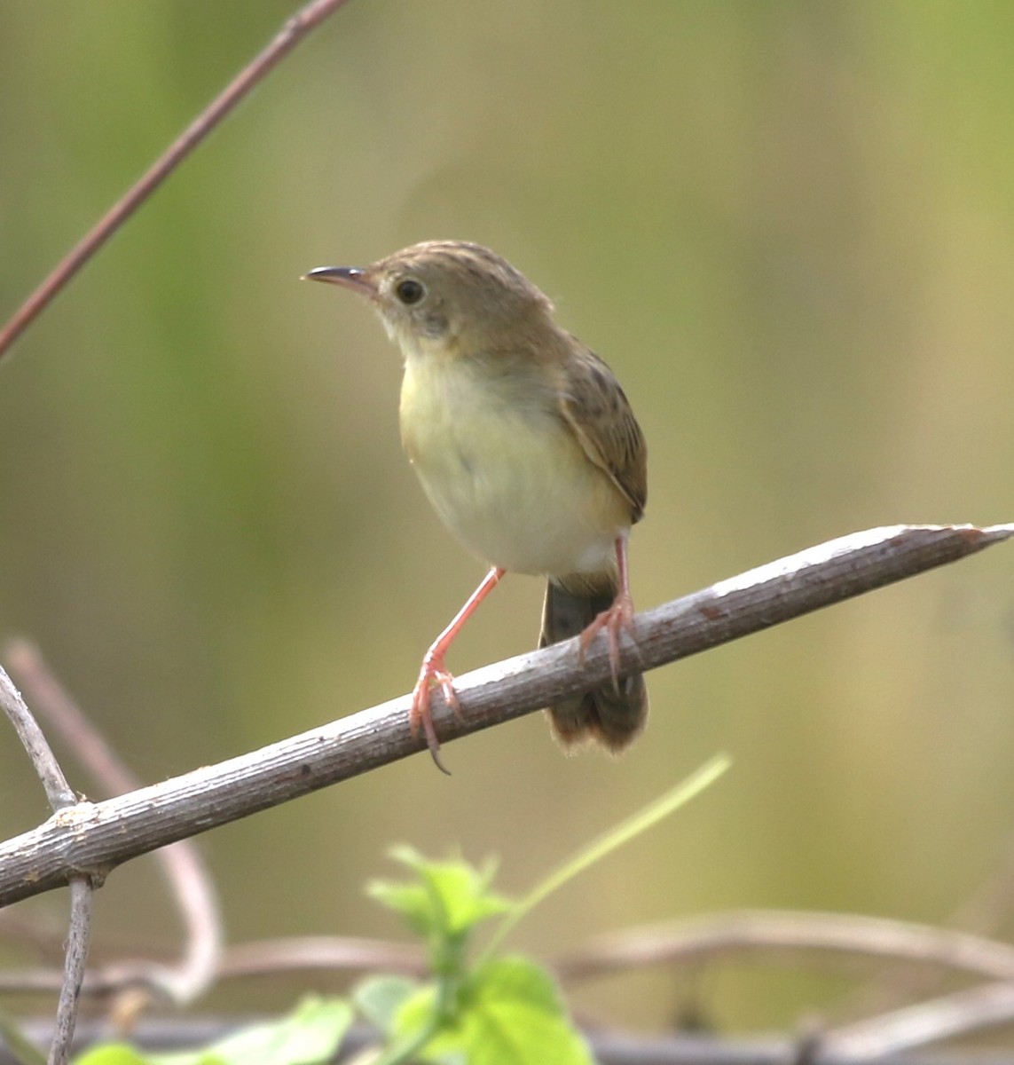 Zitting Cisticola (Double Zitting) - ML618477860