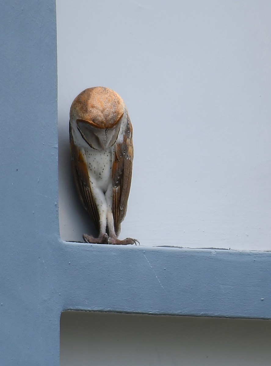 Barn Owl (Eastern) - ML618477882