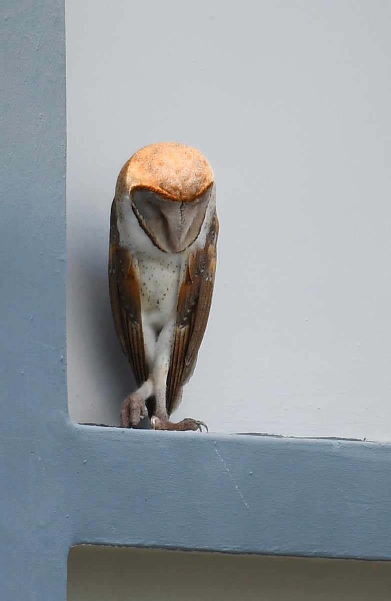 Barn Owl (Eastern) - ML618477883