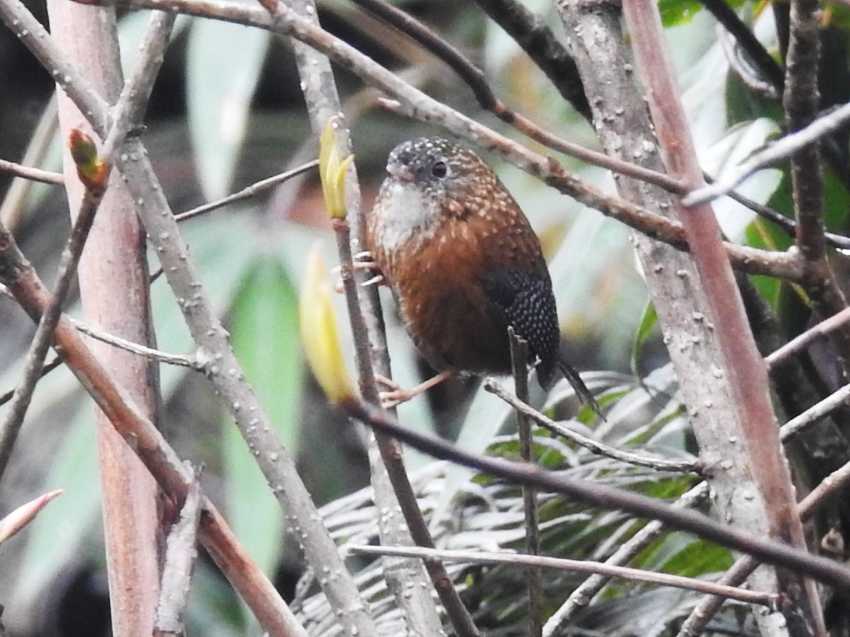 Bar-winged Wren-Babbler - ML618477894