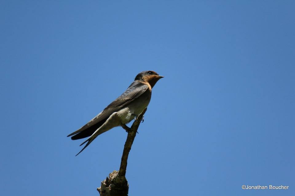 Welcome Swallow - Jonathan Boucher