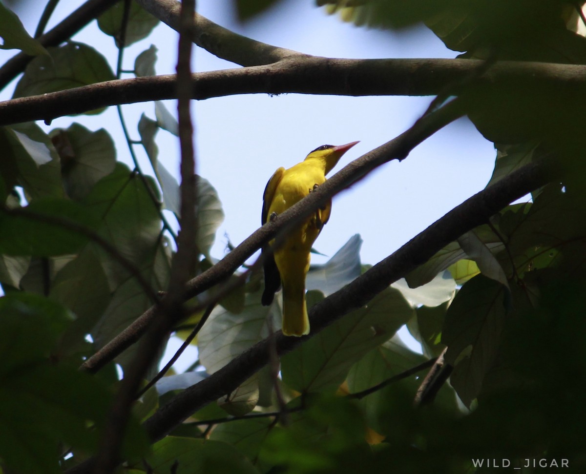 Black-naped Oriole - Jigar Vakani