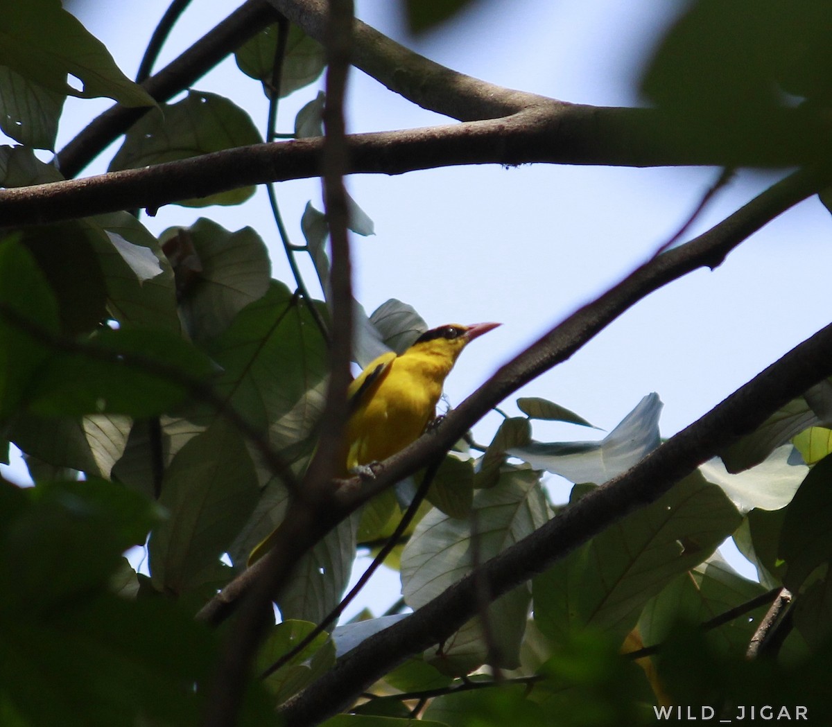 Black-naped Oriole - ML618477949