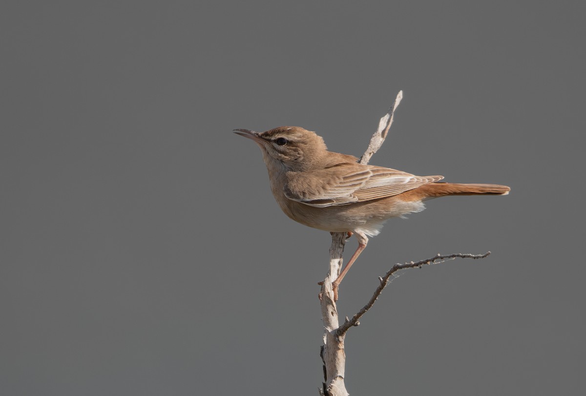 Rufous-tailed Scrub-Robin - Giota Bourneli