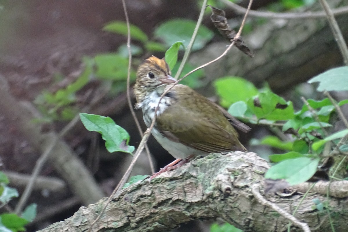 Ovenbird - ML618477996