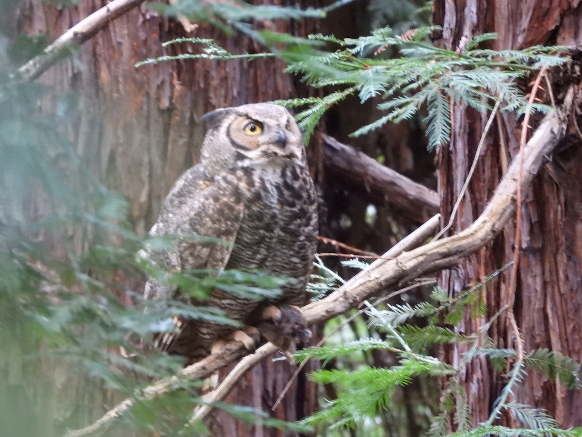 Great Horned Owl - L. Burkett