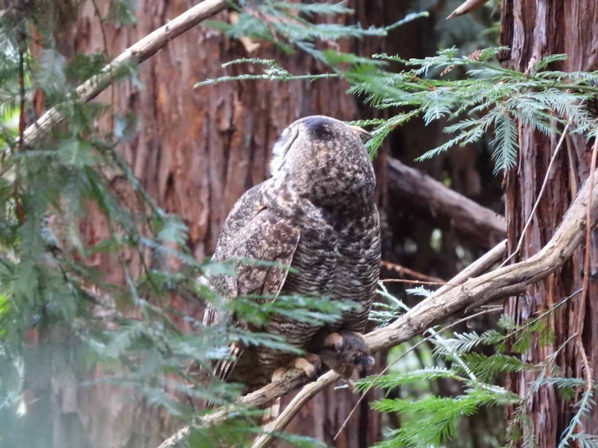 Great Horned Owl - L. Burkett