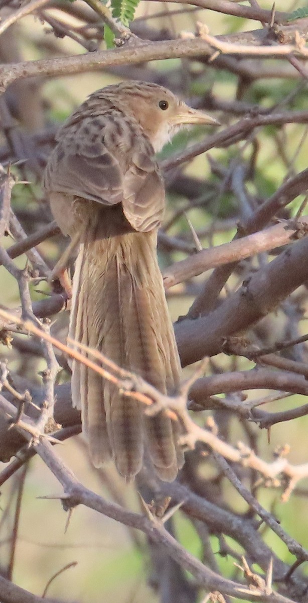 Common Babbler - Gargi Dalawat