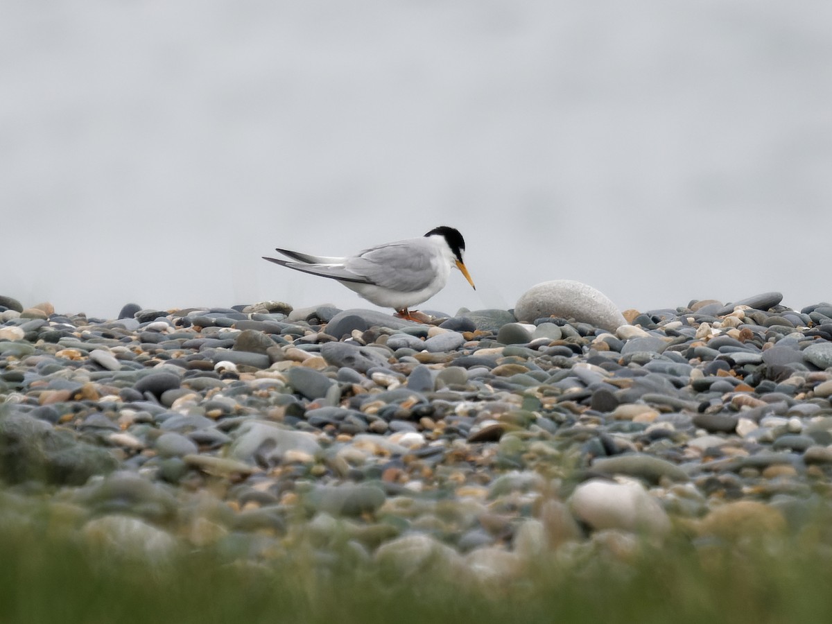 Little Tern - Michael Noonan