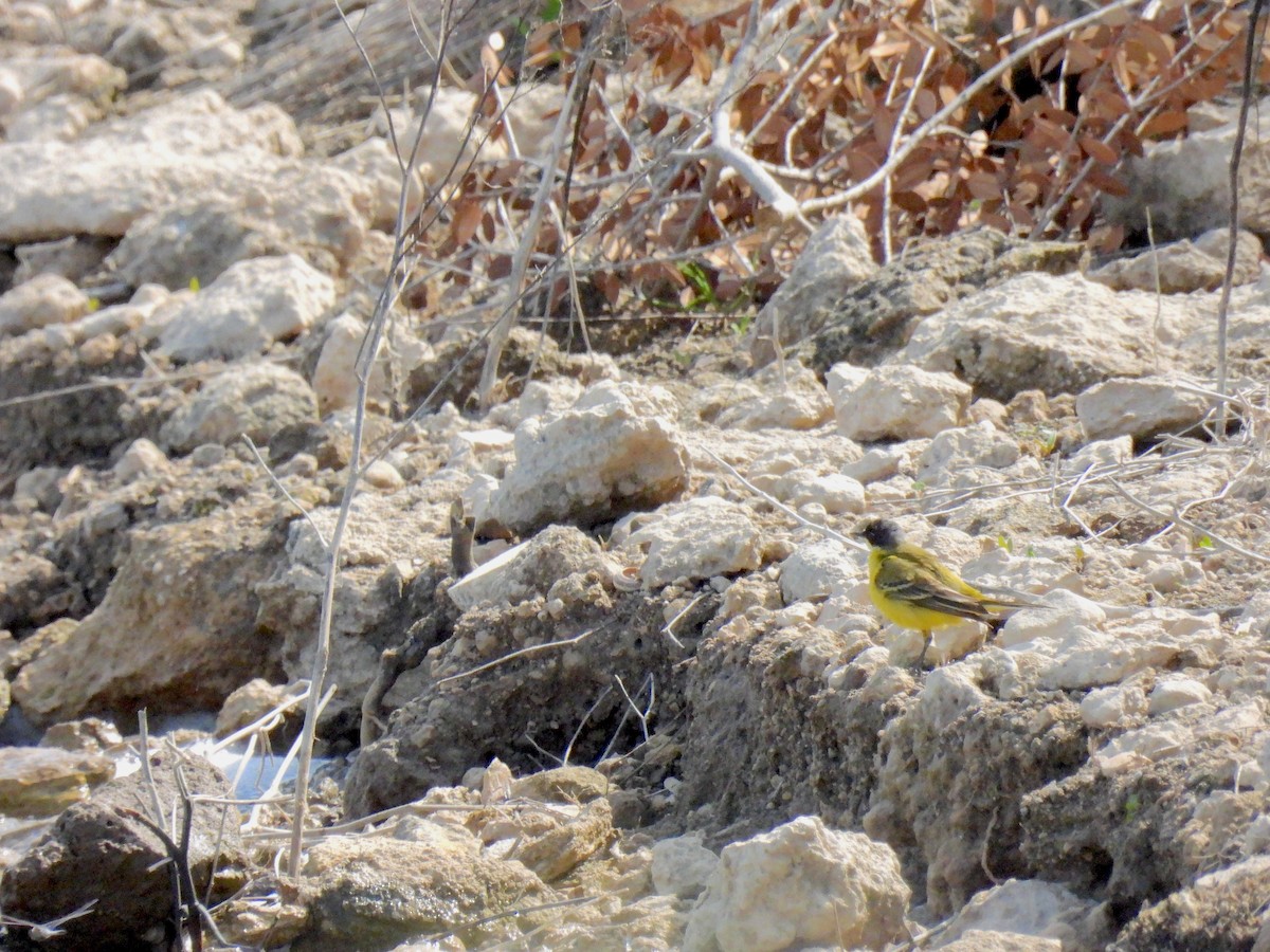 Western Yellow Wagtail - Peppe D'Ambrosio