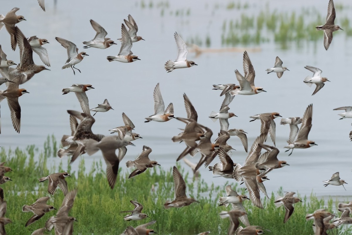 Tibetan Sand-Plover - ML618478052