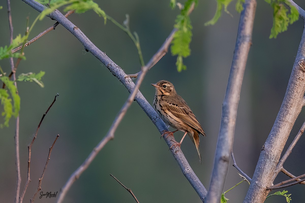 Olive-backed Pipit - Som Mandal