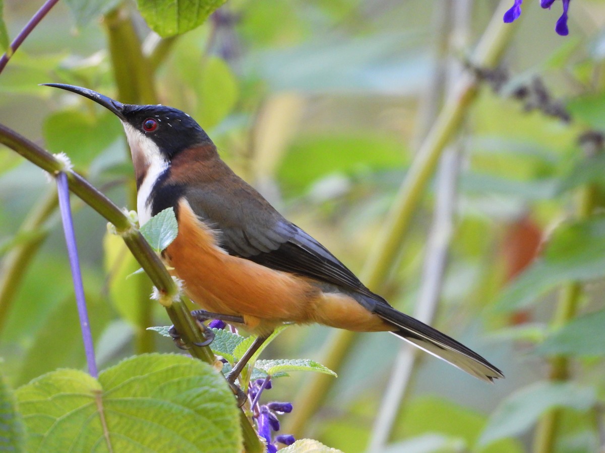 Eastern Spinebill - troy and karyn zanker