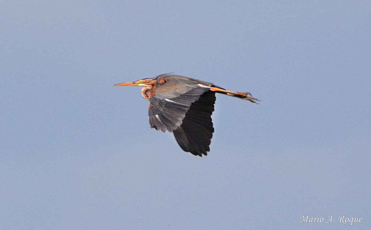 Purple Heron - ML618478115