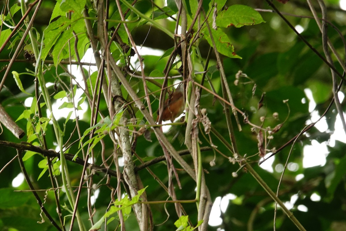 Isthmian Wren - Betty Beckham