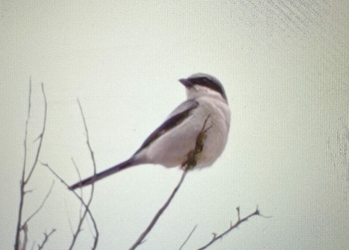 Loggerhead Shrike - ML618478125