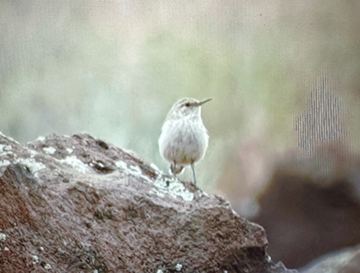 Rock Wren - ML618478130