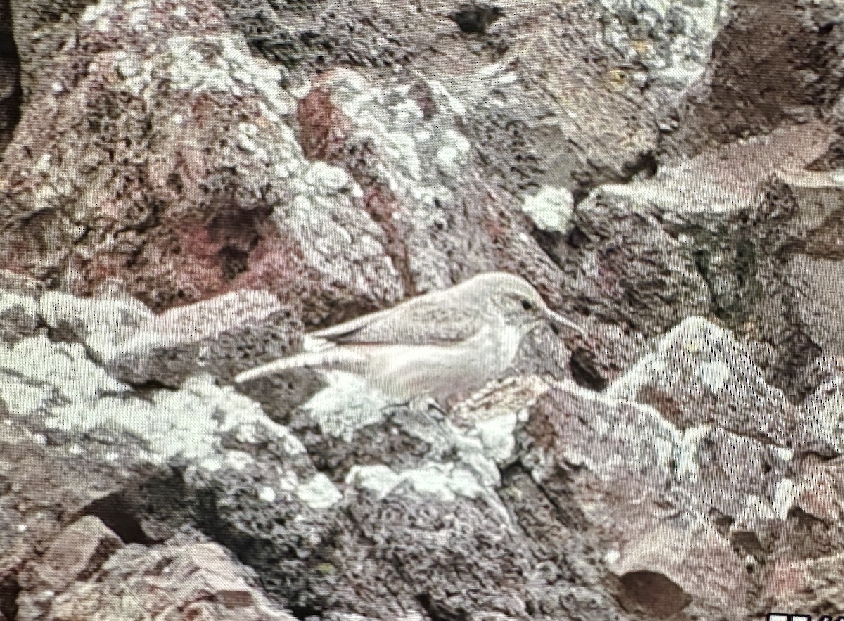Скальный крапивник - ML618478131