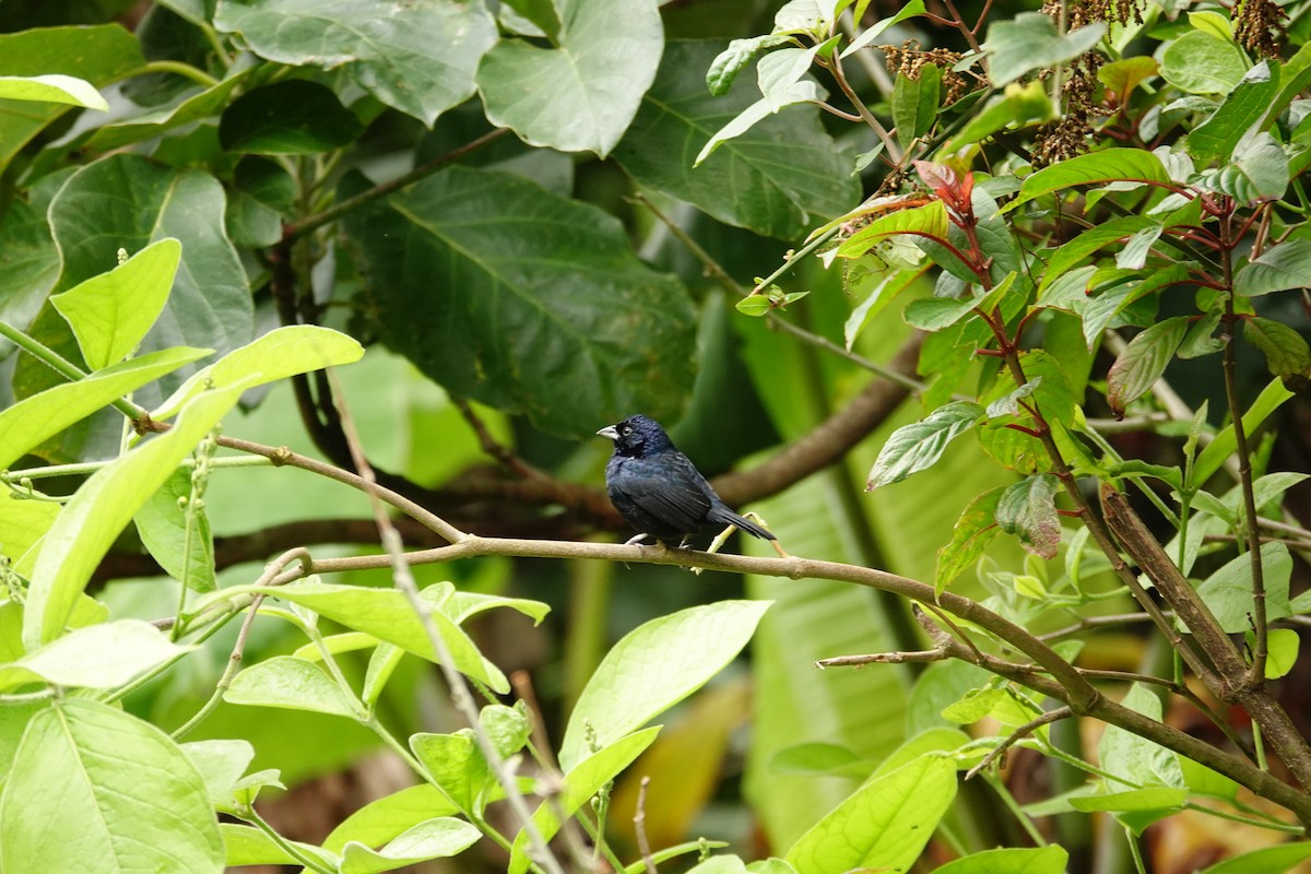 Blue-black Grassquit - Betty Beckham