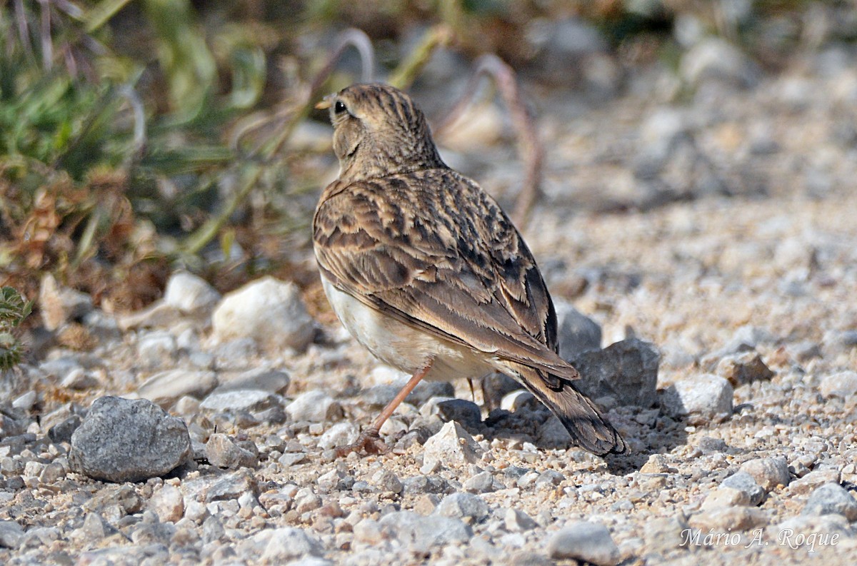 Greater Short-toed Lark - Mário Roque