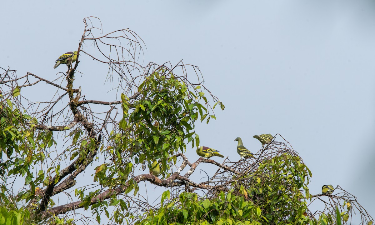 Филиппинский зеленый голубь - ML618478151