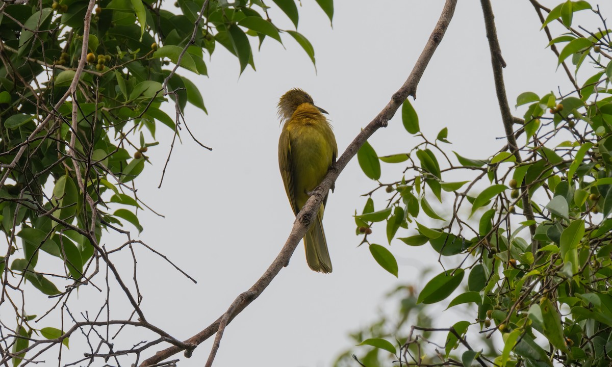 Yellowish Bulbul - ML618478160