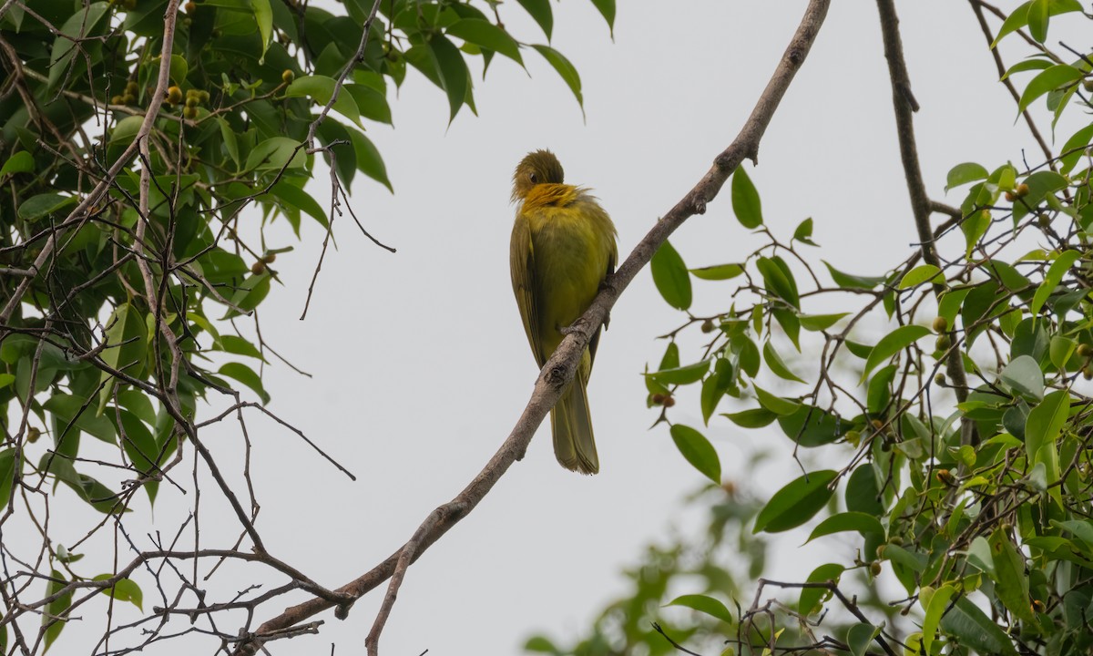 Yellowish Bulbul - ML618478161