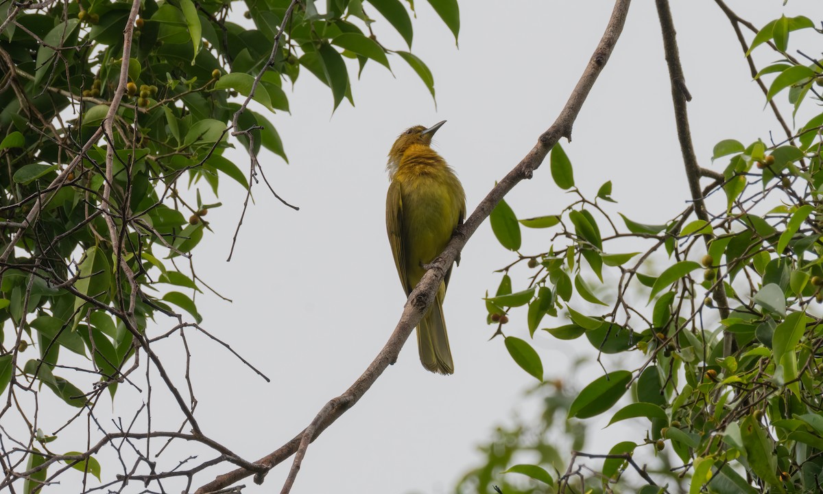 Yellowish Bulbul - ML618478162