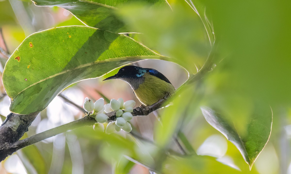 Gray-throated Sunbird - ML618478166