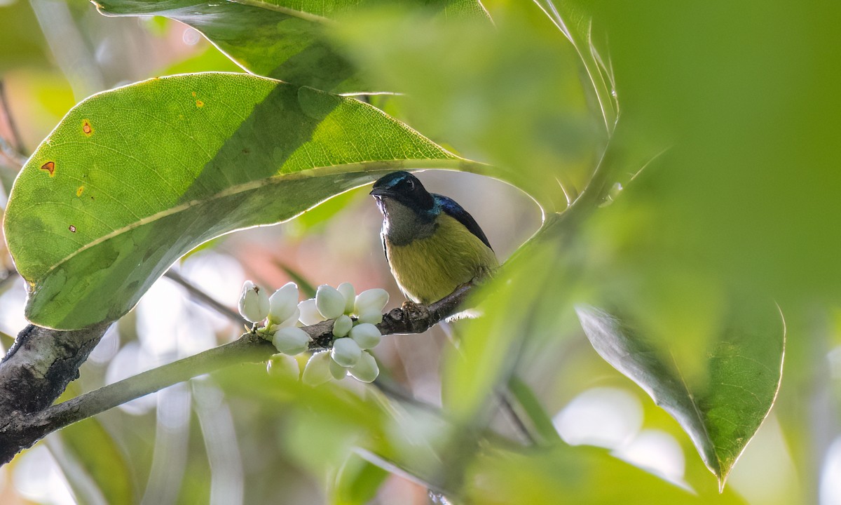 Gray-throated Sunbird - ML618478167