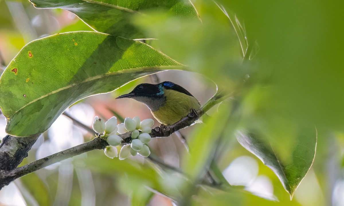 Gray-throated Sunbird - Koren Mitchell