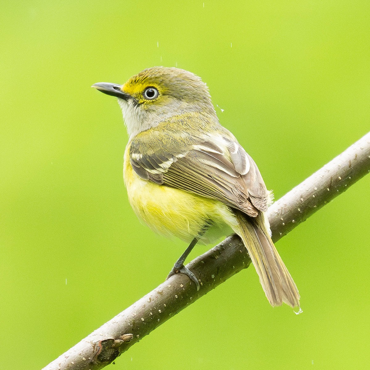 Ak Gözlü Vireo - ML618478176