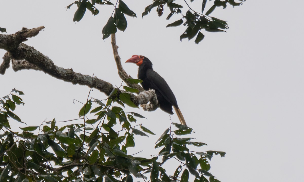 Cálao Grande de Mindanao - ML618478182