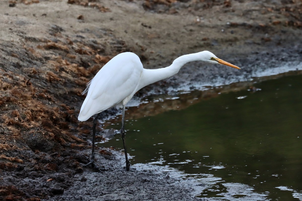 Great Egret - ML618478195