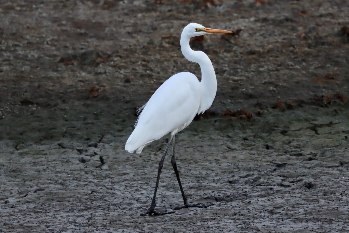 Great Egret - ML618478196