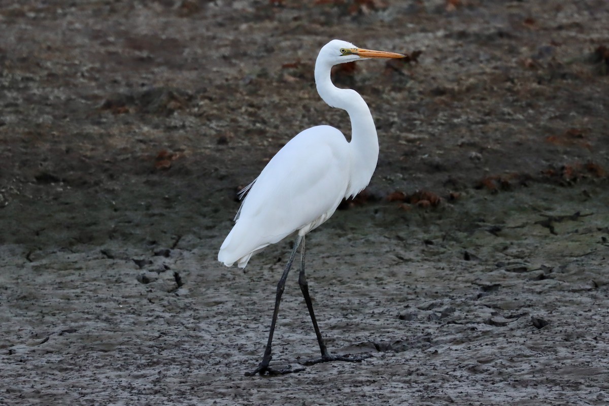 Grande Aigrette - ML618478196