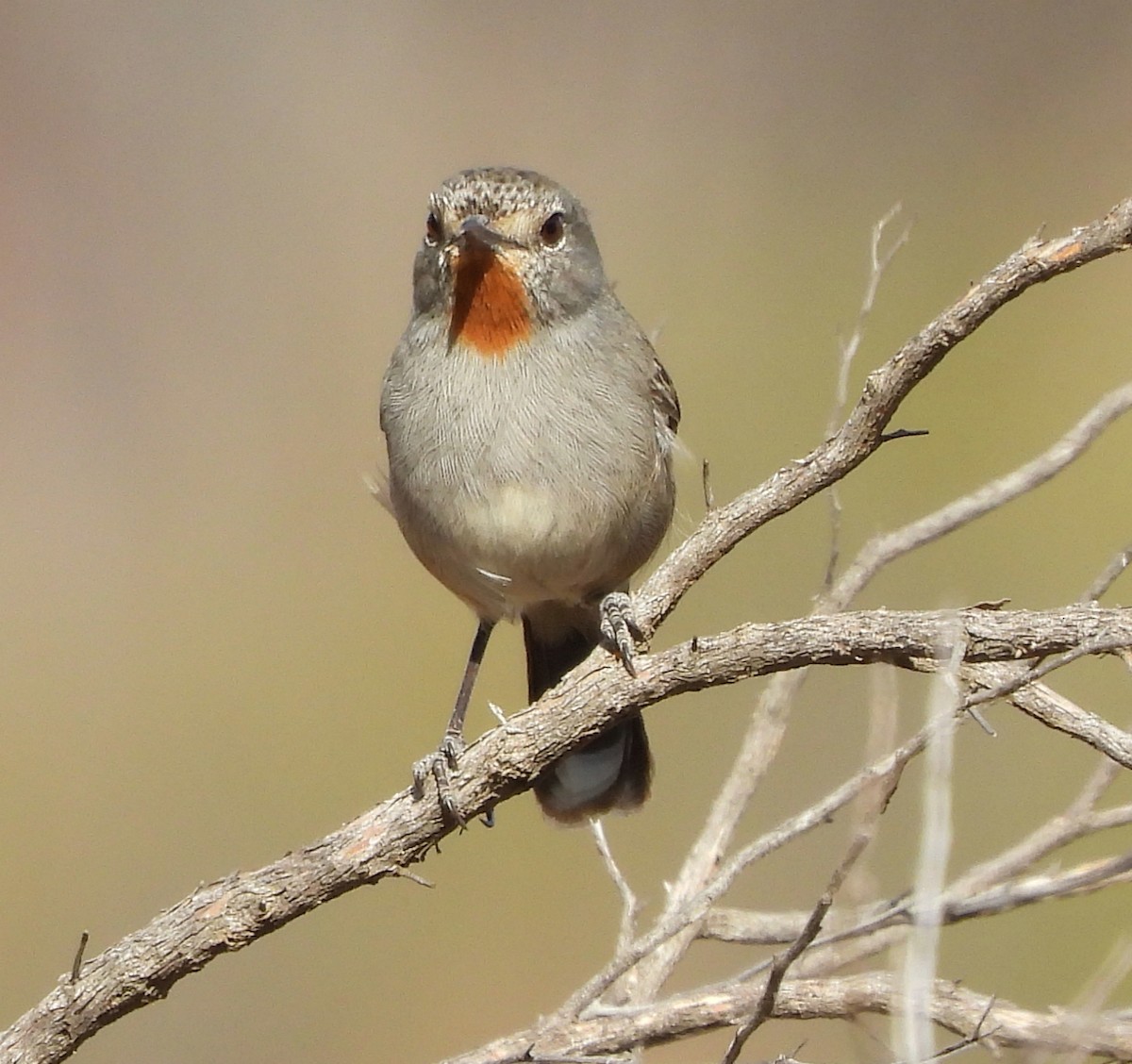 Redthroat - Rodney van den Brink