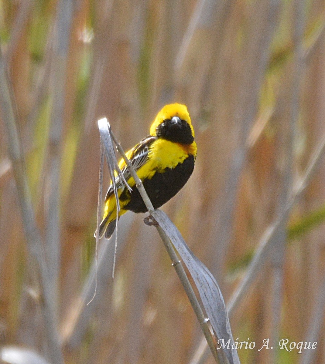 Yellow-crowned Bishop - ML618478221