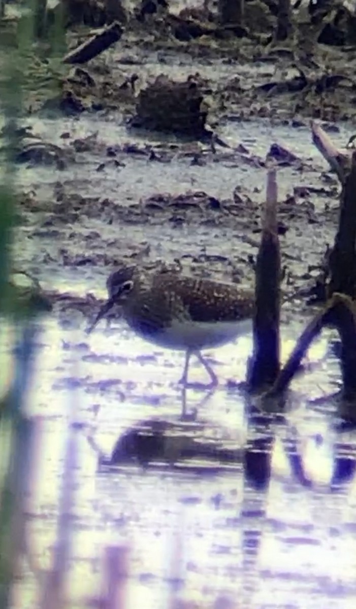 Solitary Sandpiper - ML618478227